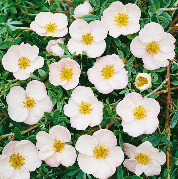 Potentilla 'Rosa', Fingerstrauch, rosa Blüten, ca. 9x9 cm Topf