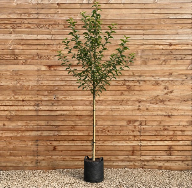 Junger Apfelbaum als Hochstamm in einem schwarzen Kunststofftopf vor einer Holzwand.