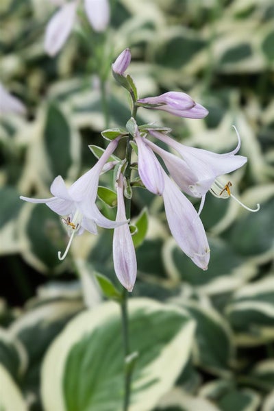 Hosta 'Patriot', Funkie, grün-weiß, ca. 3-5 Liter Container
