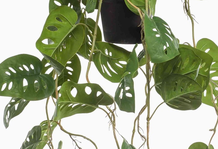 Zimmerpflanze Monstera Monkey Leaf mit gelochten Blättern und hängenden Trieben.