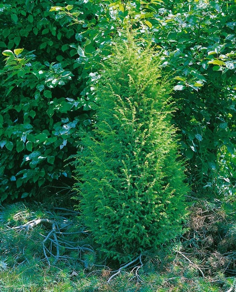 Juniperus communis 'Gold Cone', Wacholder, goldgelb, 60–80 cm