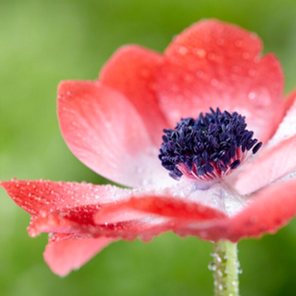 Bloomique - Mischung aus 50 - Anemone De Caen - Gartenanemone - Farbmischung - Blumenzwiebeln - Frühlingsblüte - mehrjährige Pflanzen - wird bis zu 20-25 cm groß