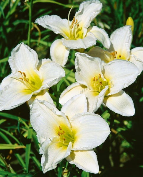 Hemerocallis x cult. 'Gentle Shepherd', Taglilie, weiß, ca. 11x11 cm Topf