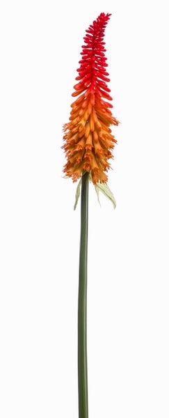 Künstliche Fackellilie Kniphofia mit gelb-rotem Blütenkopf und langem grünem Stiel.