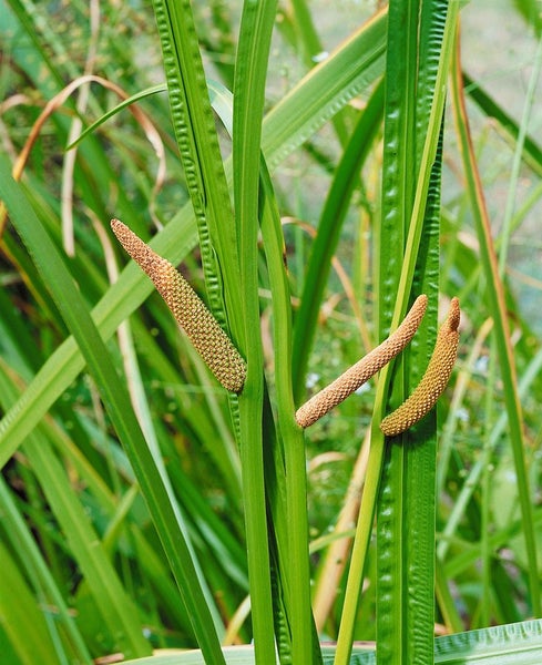 Acorus calamus, Kalmus, ca. 9x9 cm Topf, aromatisch