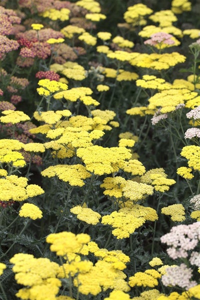Achillea clypeolata 'Moonshine', Schafgarbe, leuchtend gelb, ca. 9x9 cm Topf