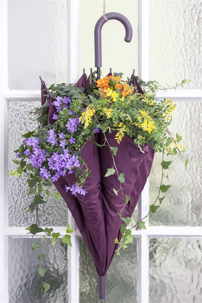 Blumenampel in einem geöffneten, aufgehängten Regenschirm vor einem Fenster