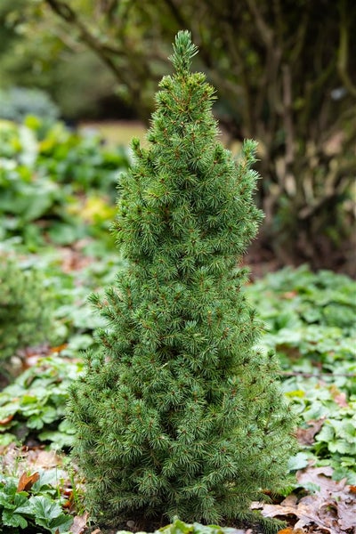 Picea glauca 'Blue Wonder', Zuckerhutfichte, blaugrün, 20–25 cm
