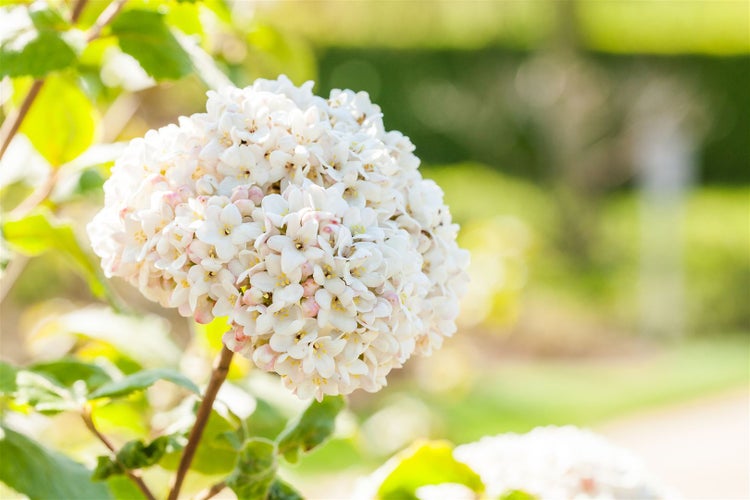 Viburnum carlcephalum, Duftschneeball, weiß, 40–60 cm