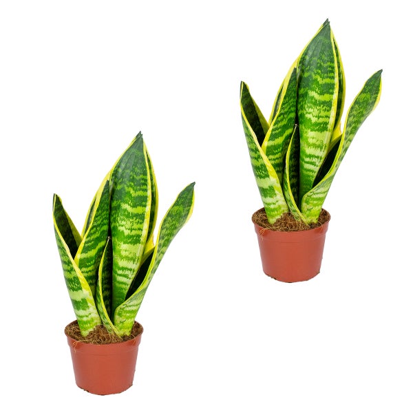 Sansevieria 'Superba' in 2 Stöcken | Kamerplant in Kwekerspot cm9 cm - ↕20-30 cm