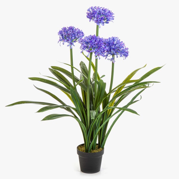 Blühende Schmucklilie Agapanthus mit blauen Blütenständen auf grünen Stielen.