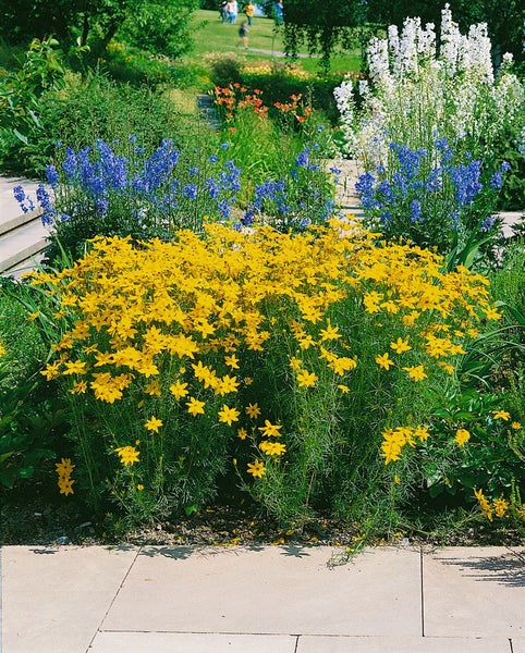 Coreopsis verticillata 'Grandiflora', Mädchenauge, gelb, ca. 9x9 cm Topf