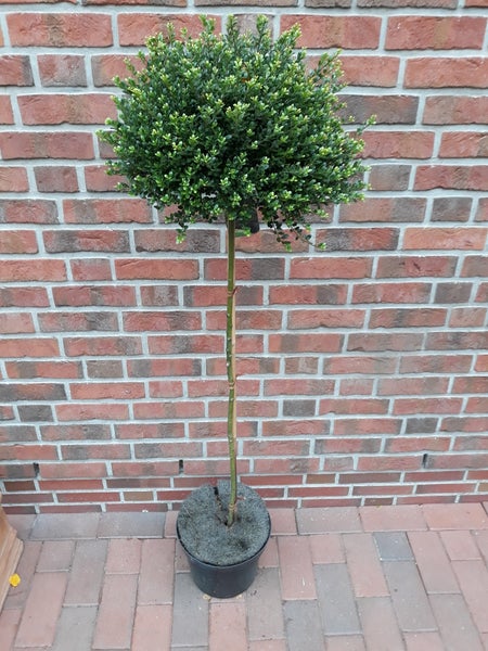 Ilex crenata 'Glorie Gem' -Stämmchen, Bergilex, Gesamthöhe: 120-130 cm, Stammhöhe: 80 cm