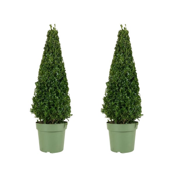 Zwei Buchsbäume Buxus sempervirens in Pyramidenform im Topf