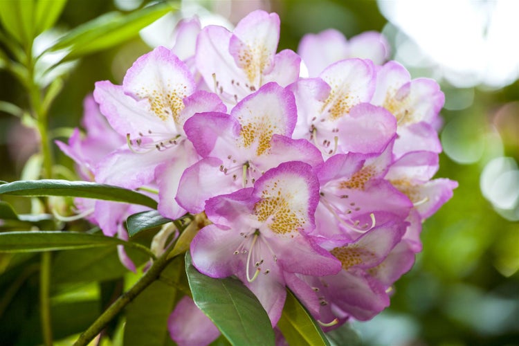 Rhododendron Hybr. 'Gomer Waterer', Rhododendron, weiß-rosa, 30–40 cm