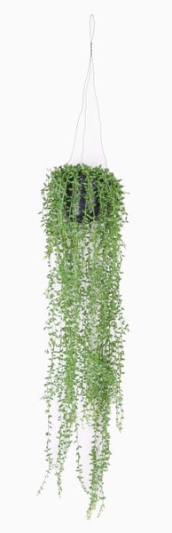 Hängende Zimmerpflanze Senecio herreianus mit langen, herabhängenden Trieben und kleinen, tropfenförmigen Blättern in einem schwarzen Topf.