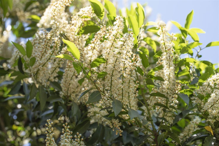 Prunus lusitanica 'Angustifolia', Portugiesischer Lorbeer, 40–60 cm