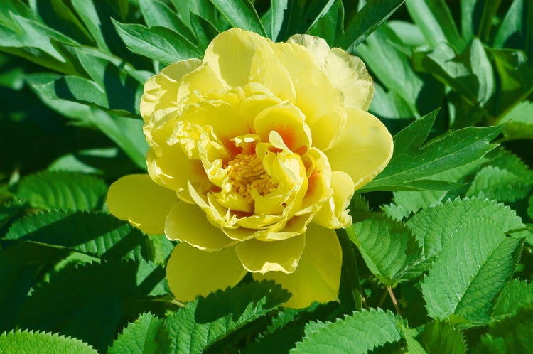 Paeonia 'Bartzella', Pfingstrose, gelb, 5-7,5 Liter Container