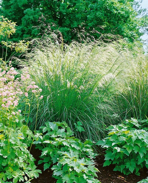 Deschampsia cespitosa 'Bronzeschleier', Schmiele, bronzefarben, ca. 9x9 cm Topf