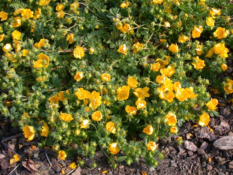 Potentilla neumanniana, Fingerkraut, gelb, ca. 9x9 cm Topf