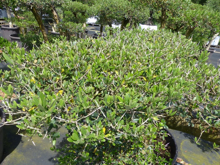Olivenbaum Olea europaea im Topf mit dichten grünen Blättern im Außenbereich einer Baumschule.