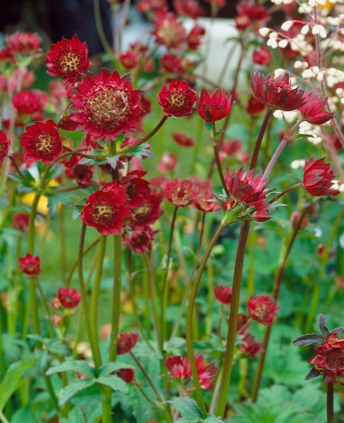 Astrantia major 'Moulin Rouge', Sterndolde, dunkelrot, ca. 11x11 cm Topf