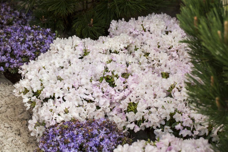 Rhododendron keleticum 'Robert Seleger', kompakt, 20–25 cm