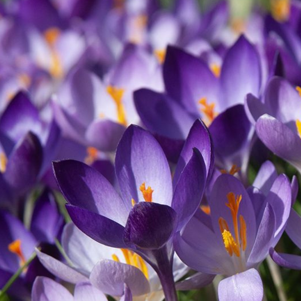 Nahaufnahme von Krokussen