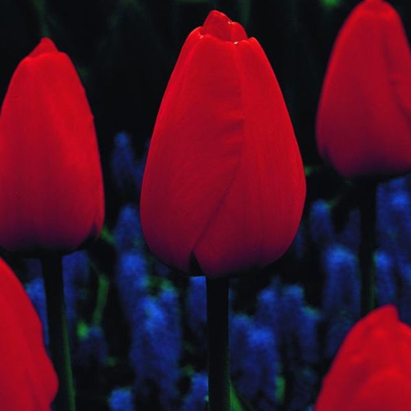 Nahaufnahme von roten Tulpenblüten
