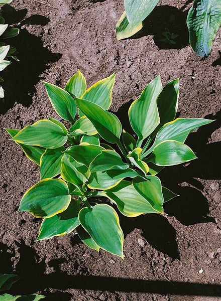 Hosta fluctuans 'Sagae', Funkie, grün-gelb, ca. 11x11 cm Topf