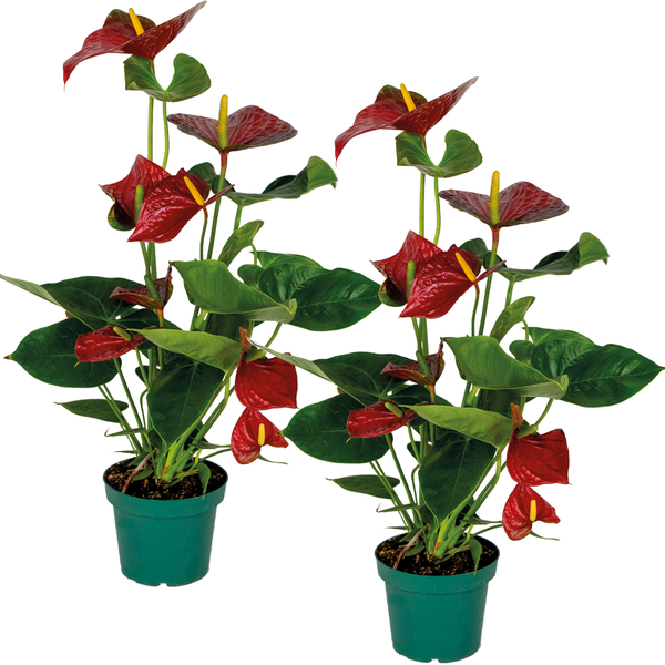 2x Anthurium 'Aristo' Rot - Flamingopflanze - Zimmerpflanze - Pflegefreundlich - ⌀14 cm - ↕45-55 cm