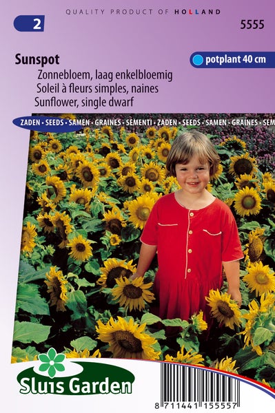 Sonnenblumen Samenpackung, Sorte Sunspot, niedrige, einfachblühende Sorte