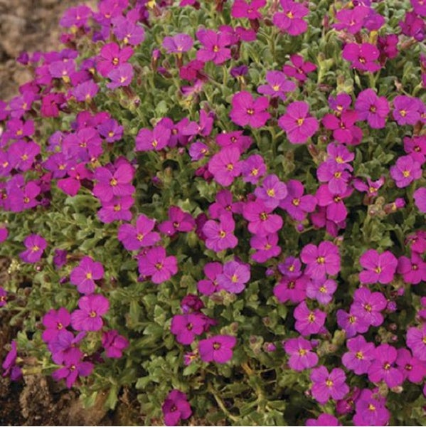 Blütenpolster mit violetten Blüten.
