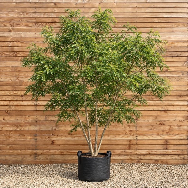 Ein mehrstämmiger Baum in einem Pflanzsack aus Vlies vor einer Holzwand auf einem Kiesuntergrund.