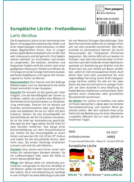 SAFLAX  - Europäische Lärche - Larix decidua - 75 Samen