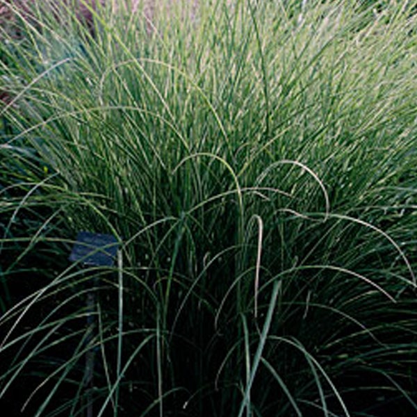 Ziergras im Garten