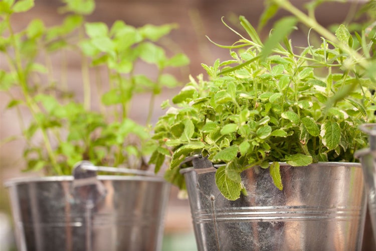 Kräuter in Metalleimern für den Garten