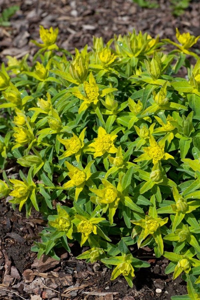 Gelbe Wolfsmilchpflanze im Gartenbeet