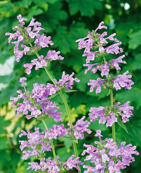 Nahaufnahme von blühender Katzenminze im Garten.