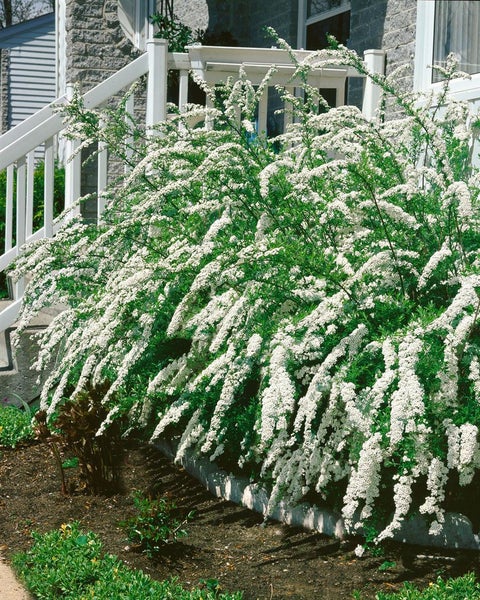 Spiraea cinerea 'Grefsheim', Aschgraue Spiere, weiß, 80–100 cm
