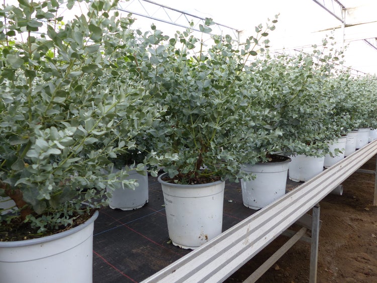 XL Eucalyptus Gunni Gunnii Busch Eukalyptusbaum 35 - 50 cm, Pflanze winterhart