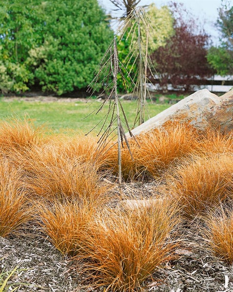 Carex testacea, Neuseeländisches Segge, orange-braun, ca. 9x9 cm Topf