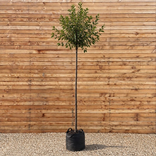Ein Hochstamm Baum mit runder Krone im schwarzen Pflanzcontainer vor einer Holzwand.