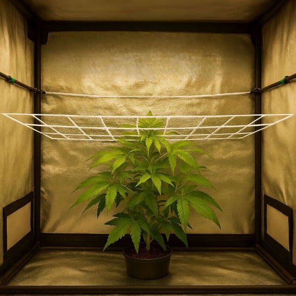 Pflanze in einem Growzelt mit Rankgitter