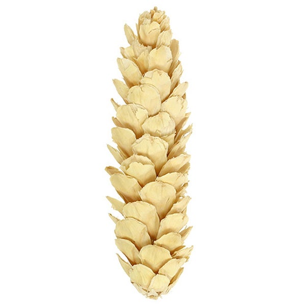 Dekorative Zirbelkiefer-Zapfen zur Dekoration