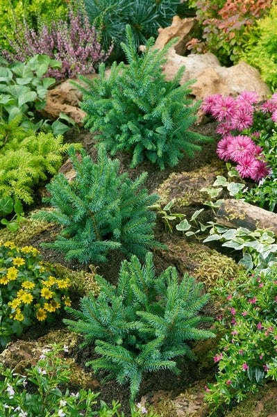 Drei Zwergfichten im Gartenbeet mit verschiedenen Pflanzen