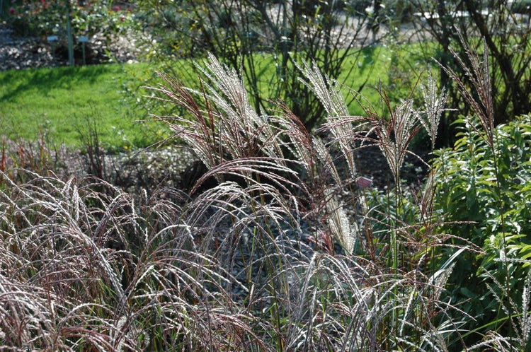 Nahaufnahme von Ziergräsern im Gartenbeet.