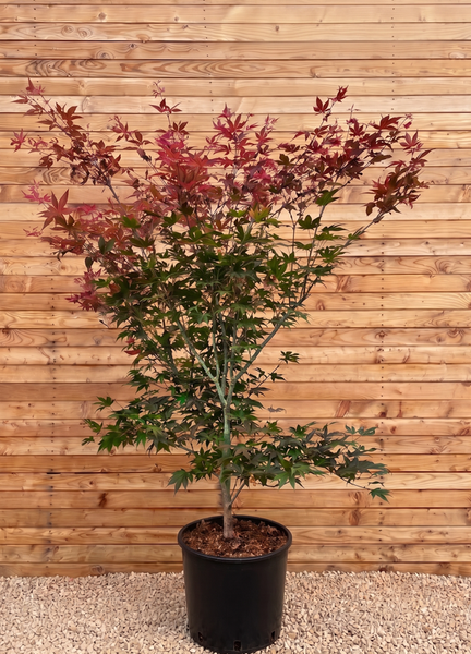 Japanischer Ahorn Acer palmatum in einem schwarzen Pflanztopf vor einer Holzwand.