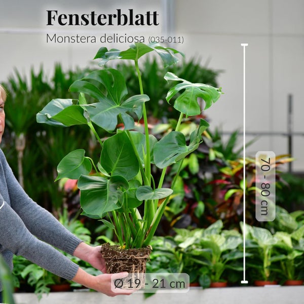 Monstera Deliciosa Fensterblatt, pflegeleichte luftreinigende Zimmerpflanze, Höhe 70–80 cm, Topf 19–21 cm