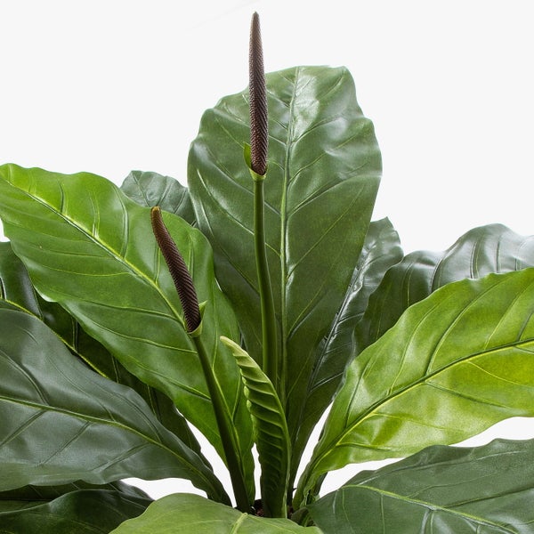 Nahaufnahme von großen, grünen Blättern einer Zimmerpflanze mit deutlichen Blattadern.